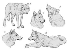 several wolfs are shown in black and white