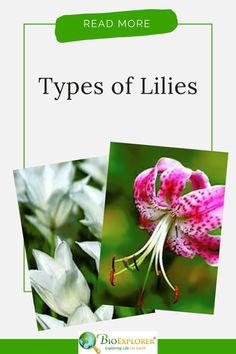 three different types of lilies with the words read more on top and bottom right corner