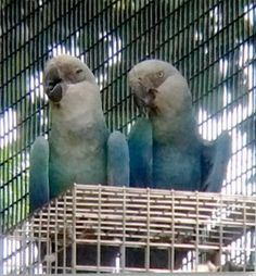 two blue and white parrots sitting on top of a cage