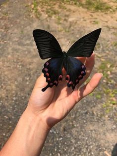 a butterfly that is sitting on someone's hand