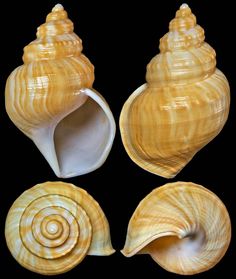 four seashells are shown on a black background