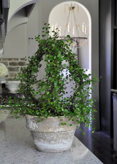 a potted plant sitting on top of a counter