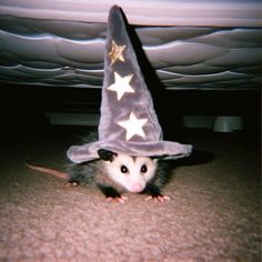 a rat wearing a wizard's hat on the floor