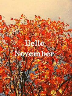 an orange tree with the words hello november on it