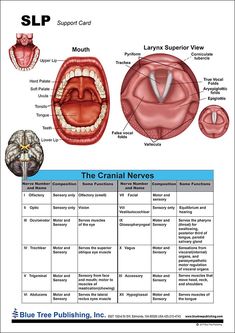 Key Images, Soft Palate, Study Apps, Brain Anatomy, Voice Lesson, Cranial Nerves, Speech Language Pathologist, Note Pads, Pocket Chart