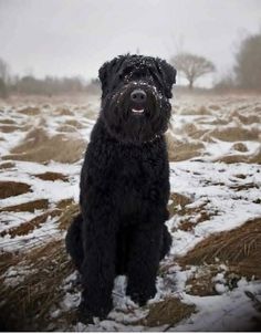 British Country Style, Nature Friends, Dog Spa