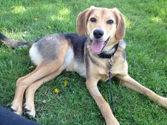 a dog laying in the grass with its tongue hanging out