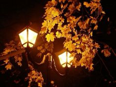 the lights are glowing brightly in the dark night time scene with autumn leaves on the branches