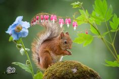 a squirrel sitting on top of a mossy rock next to flowers and leaves in the forest