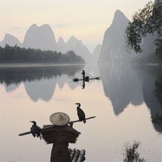 birds are sitting on the branches of trees in front of a body of water with mountains in the background