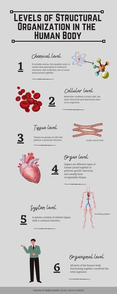 the anatomy of an animal's heart and its functions info sheet with instructions on how to