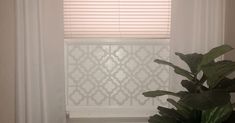 a potted plant sitting in front of a window with blinds on the windowsill