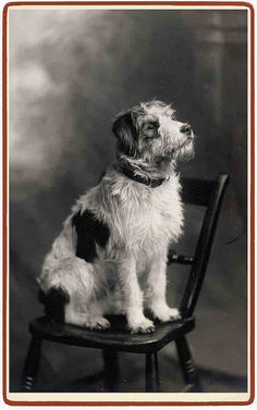 an old black and white photo of a dog sitting on top of a wooden chair