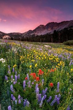 a field full of wildflowers and mountains under a cloudy sky at sunset with clouds