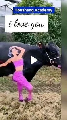 a woman in pink pants standing next to a black cow with an i love you sign on it