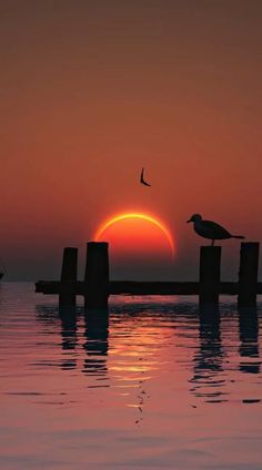 a bird is sitting on posts in the water as the sun sets over the ocean