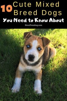 a brown and white dog laying in the grass with text overlay reading 10 cute mixed breed dogs you need to know about