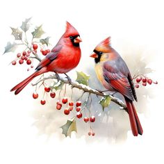 two red birds sitting on top of a tree branch with berries and holly branches around them