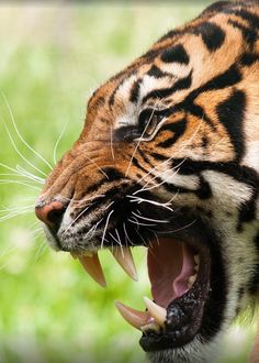 a tiger with its mouth open showing teeth