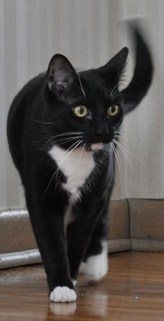 a black and white cat walking across a hard wood floor