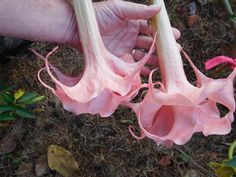 a person holding two pink flowers in their hand and another flower is on the ground