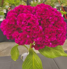 a vase filled with pink flowers on top of a table