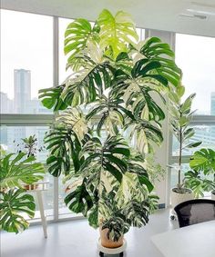 a plant in a pot sitting on top of a table next to a large window