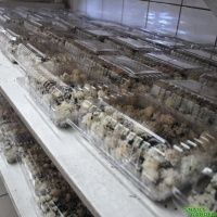 several rows of trays filled with food on top of a conveyor belt in a building