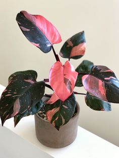 a potted plant with pink and green leaves