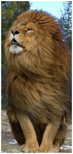 a large brown lion sitting on top of a rock