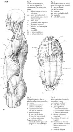 the muscles are shown in this diagram