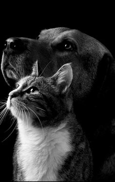 black and white photograph of cat and dog looking at each other with intense look on their faces