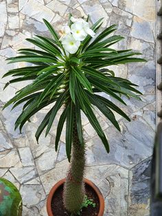 a potted plant with white flowers in it