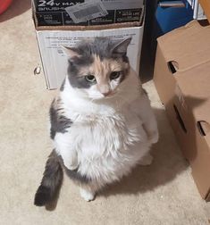 a cat sitting on the floor next to a box