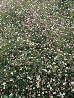 some white and pink flowers in the grass