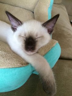 a white and black cat laying on top of a blue pillow with its eyes closed