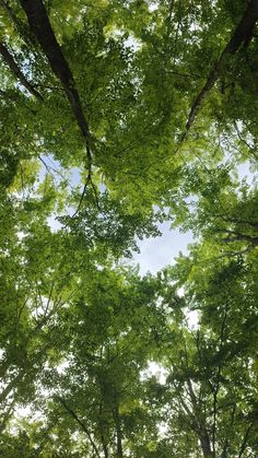 looking up at the tops of trees in a forest