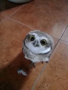 an owl sitting on the floor looking at the camera