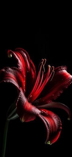 a red flower is in the dark with water droplets on it's stamen