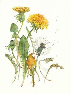 an illustration of dandelions and other plants