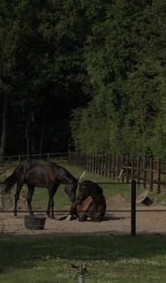 two horses are standing in the dirt and eating from buckets on the ground next to each other