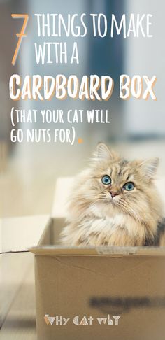 a cat sitting in a cardboard box with the words 7 things to make with a cardboard box that your cat will go nuts for