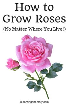 a pink rose with the words how to grow roses, no matter where you live