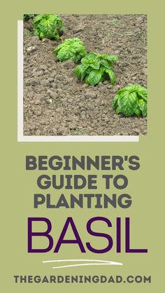 the beginner's guide to planting basil by the garden nomadad com