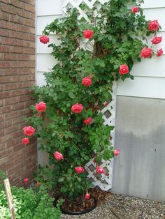 pink roses growing on the side of a house