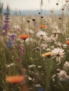 a field full of wildflowers and other flowers