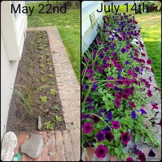 purple flowers are growing in the garden next to a brick path with grass and dirt