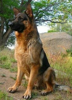 a german shepherd dog sitting on the side of a dirt road next to a tree