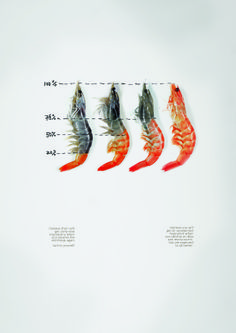 four different types of shrimp are shown on a white background with lines in the middle