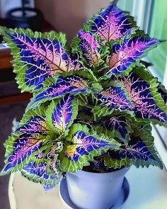 a purple and green plant sitting on top of a white table next to a window